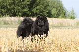 CHOW CHOW 019